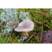 Мицелий Млечника блеклого / Млечник вялый ( Lactarius vietus)